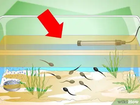 Image titled Care for Common Frog Tadpoles Step 12