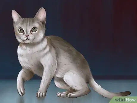 Image titled Identify a Singapura Cat Step 1