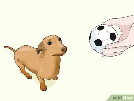 Image titled Identify a Dachshund Step 13