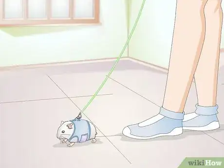 Image titled Walk Your Hamster Step 3