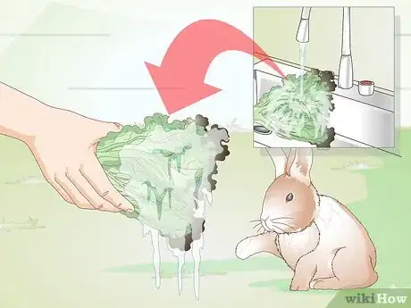 Image titled Feed Greens to Your Rabbit Step 12