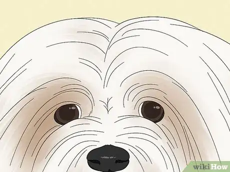 Image titled Identify a Lhasa Apso Step 2