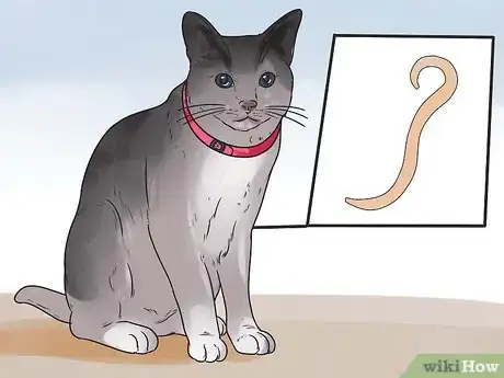 Image titled Help Your Cat Breathe Easier Step 17