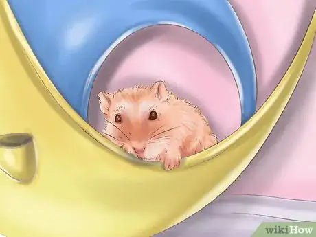 Image titled Care for Roborovski Hamsters Step 20