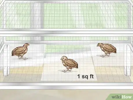 Image titled Breed Quail Step 3