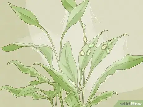 Image titled Keep Aphids Away Using Eco Friendly Methods Step 1