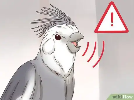 Image titled Understand Cockatiel Gestures Step 8