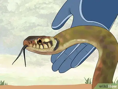 Image titled Handle Poisonous Snakes Step 10