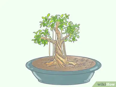 Image titled Care for Tiger Bark Ficus Bonsai Tree Step 14