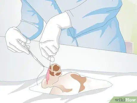 Image titled Get Fatty Tumors Removed in Dogs Step 4