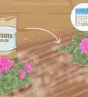 Grow Geraniums