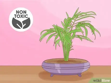 Image titled Are Bonsai Trees Poisonous to Cats Step 14