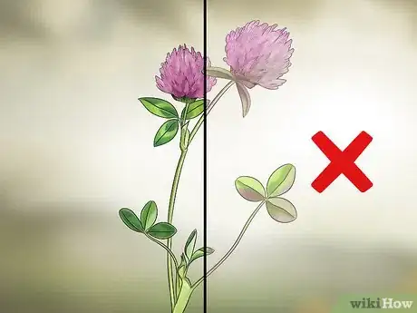 Image titled Harvest Red Clover Step 8