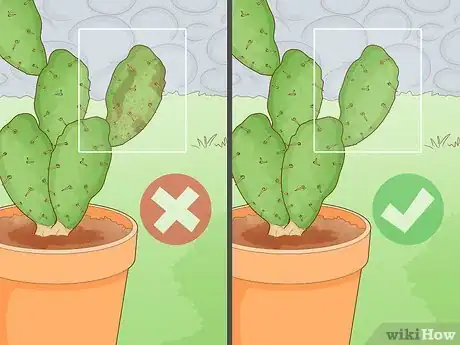 Image titled Propagate a Cactus Step 3