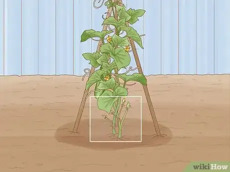 Image titled Prune Cucumber Plants Step 4