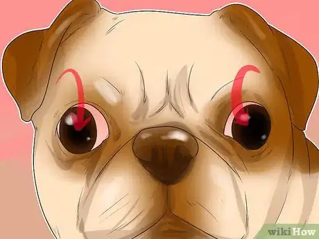 Image titled Treat Eye Problems in Pugs Step 17