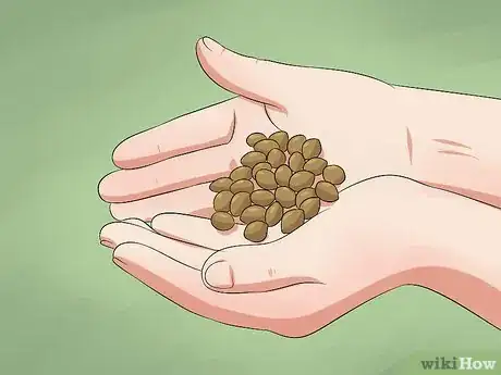 Image titled Germinate Cannabis Seeds Step 5