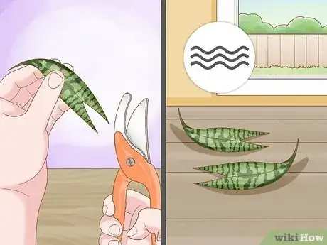 Image titled Propagate Snake Plant Step 8