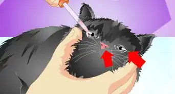 Vaccinate a Kitten