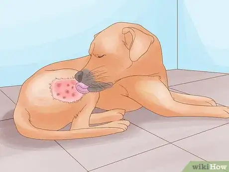 Image titled Diagnose and Treat Your Dog's Itchy Skin Problems Step 2