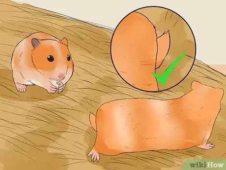 Image titled Breed Syrian Hamsters Step 11