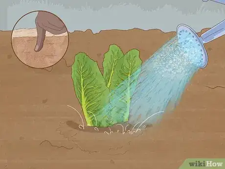 Image titled Grow Romaine Lettuce Step 12