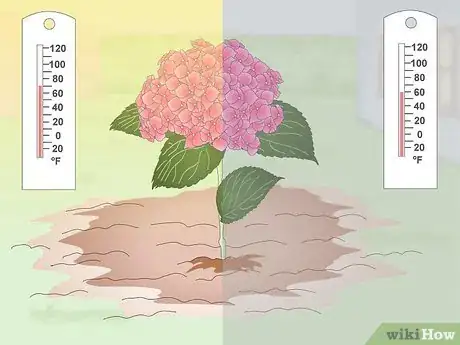 Image titled Keep Hydrangeas Alive Step 9