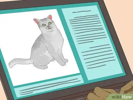 Image titled Identify a Burmilla Cat Step 12