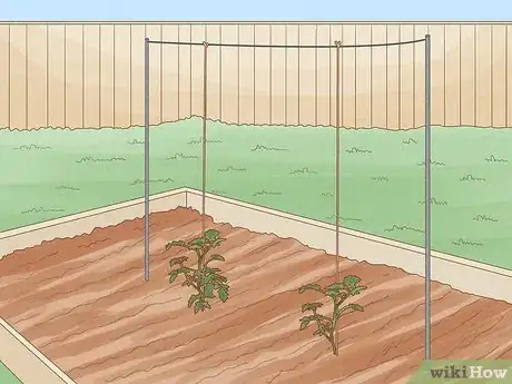 Image titled Grow Tomatoes in Pots Step 10