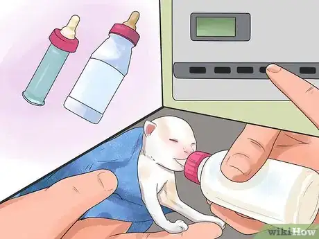 Image titled Take Care of Premature Newborn Kittens Step 7