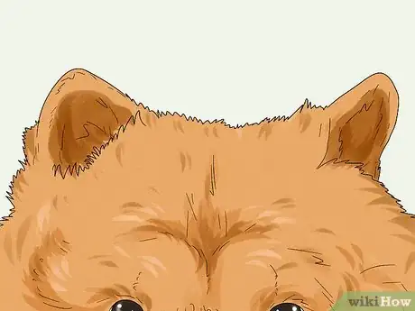 Image titled Identify a Chow Chow Step 3