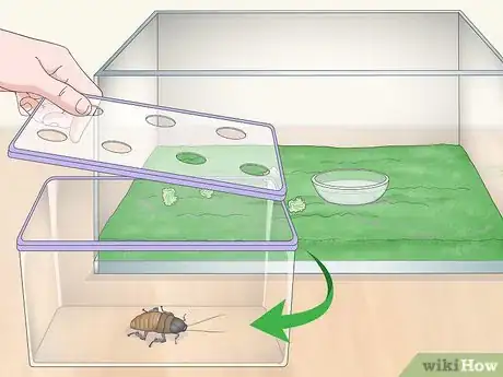 Image titled Care for a Madagascar Hissing Cockroach Step 10