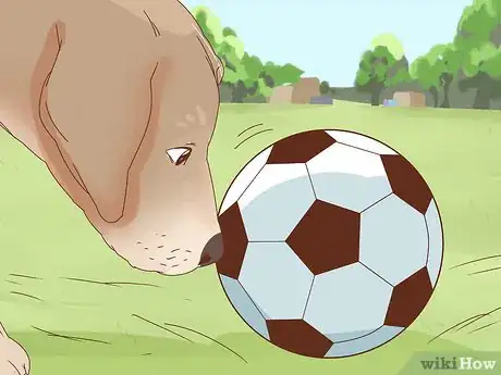 Image titled Train a Dog to Play Soccer Step 6