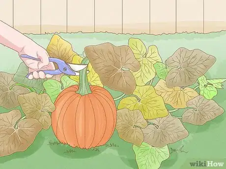 Image titled Plant Pumpkin Seeds Step 10