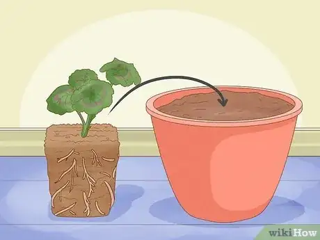 Image titled Grow Geraniums Indoors Step 5