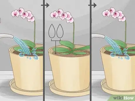 Image titled Care for Phalenopsis Orchids (Moth Orchids) Step 2