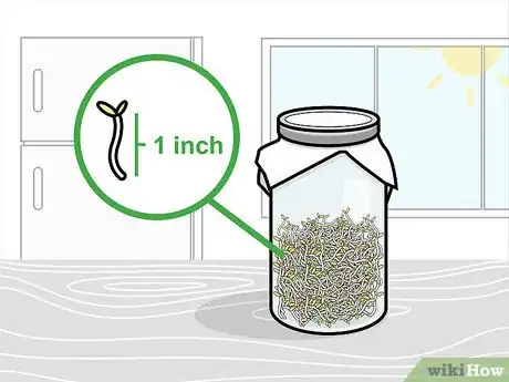 Image titled Grow Broccoli Sprouts Step 10