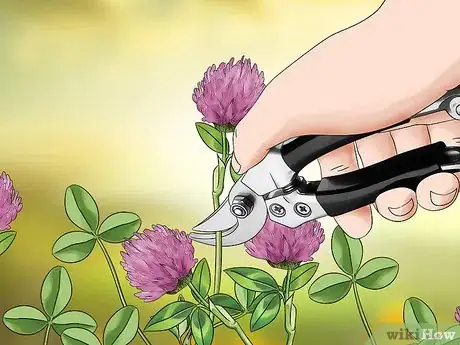 Image titled Harvest Red Clover Step 6