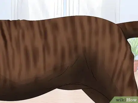 Image titled Identify a Mastiff Step 7