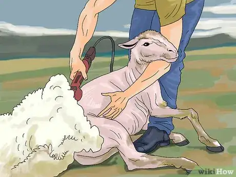 Image titled Care for Sheep Step 12