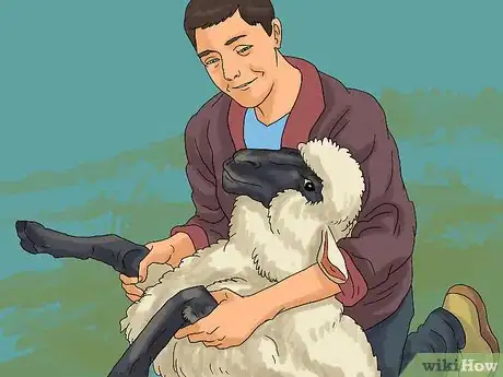 Image titled Care for Sheep Step 13