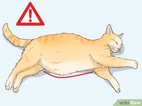 Image titled Diagnose the Cause of a Swollen Abdomen in Cats Step 1