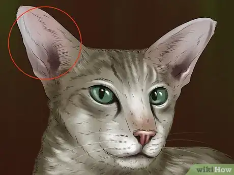 Image titled Identify a Singapura Cat Step 3