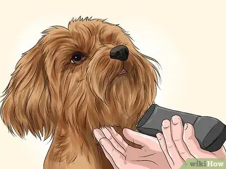 Image titled Groom Your Yorkie Poo Step 9