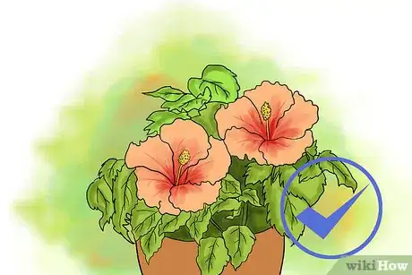 Image titled Grow Hibiscus Outdoors Step 1