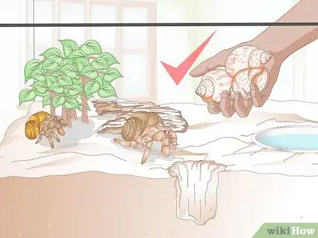 Image titled Care for Molting Hermit Crabs Step 23