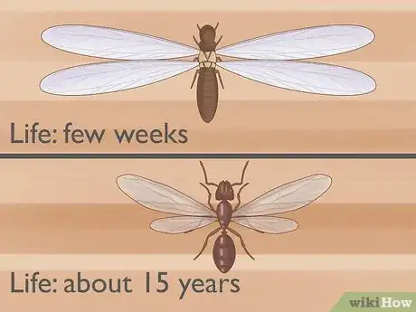 Image titled Flying Ants vs Termites Step 11