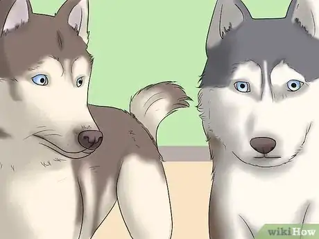 Image titled Know if Your Male Dog Is Ready to Breed Step 7