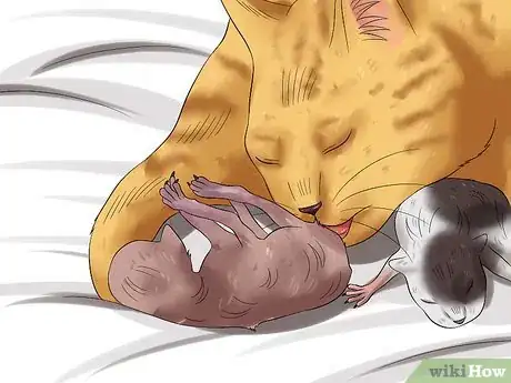 Image titled Care for Kittens from Birth Step 1