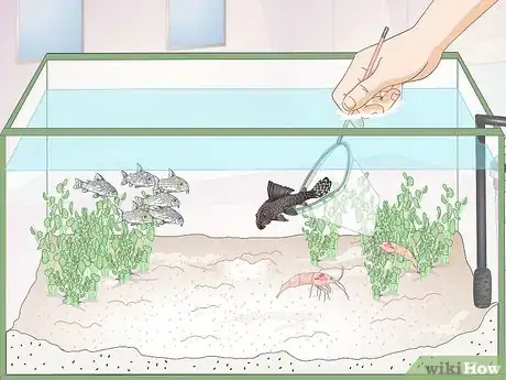 Image titled Care for Corydoras Step 7